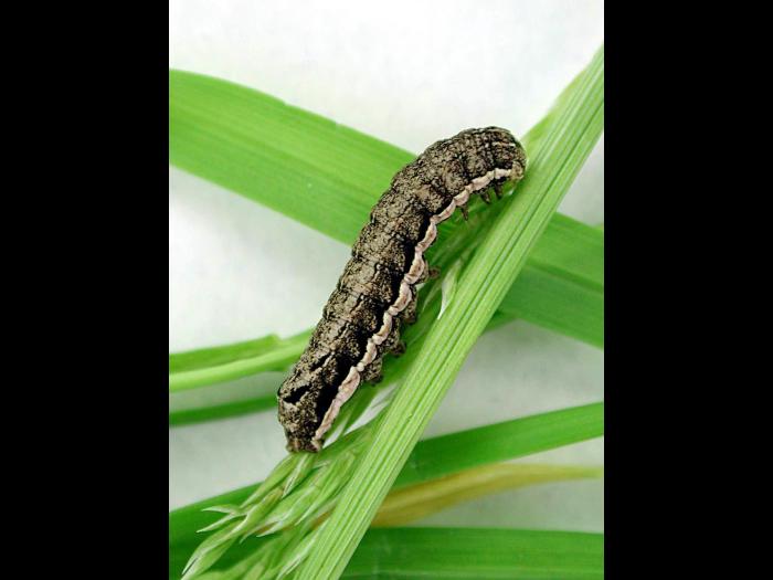 Ver-gris clandestin (Spaelotis clandestina)_1