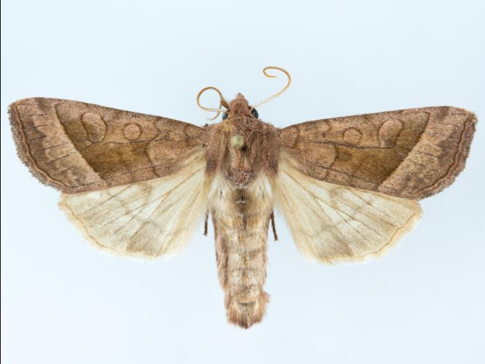 Perce-tige tacheté (Hydraecia micacea)_2