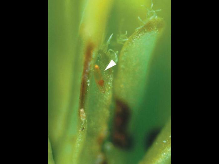 Cécidomyie des atocas (Dasineura oxycoccana)_3