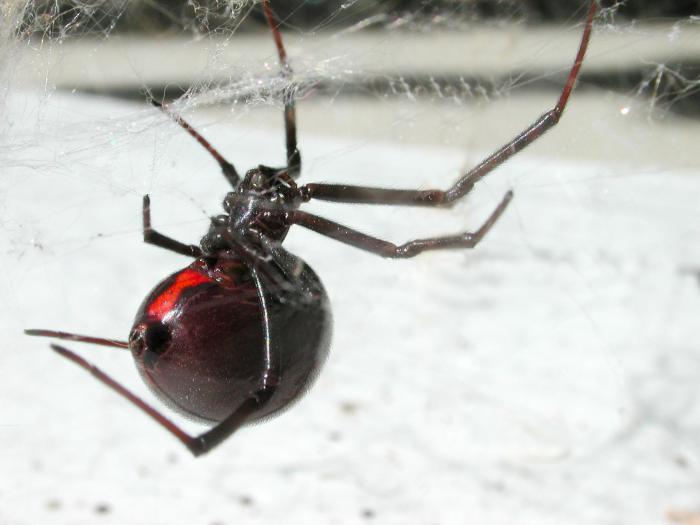 Théridiidés (Theridiidae)