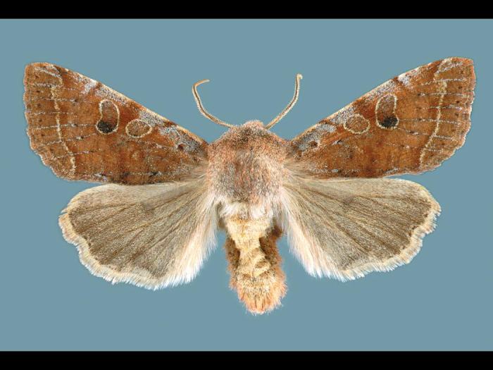 Orthosie verte (Orthosia hibisci)_1