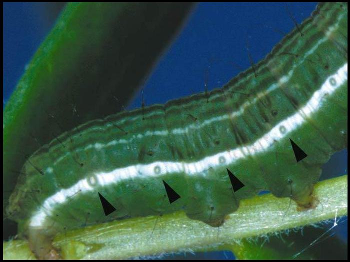 Fausse-arpenteuse de Putnam (Plusia putnami)_6