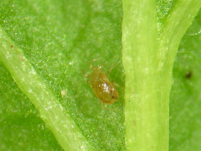 Entomologie_Image 3676