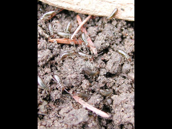 Perce-oreille européen (Forficula auricularia)_2