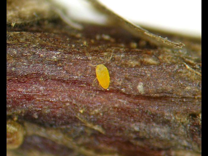 Cochenille de Dearness (Rhizaspidiotus dearnessi)_4