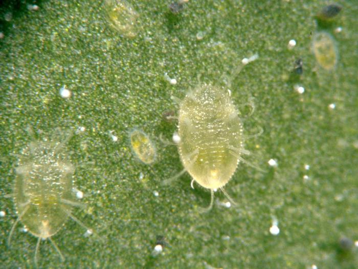 Aleurode serres (Trialeurodes vaporariorum)_3