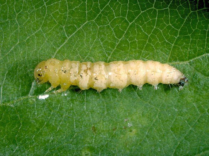 Herpetogramma pertextalis_1
