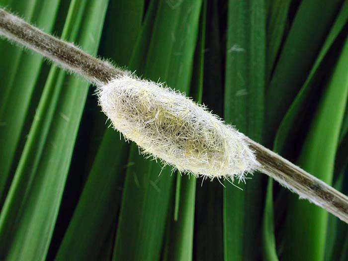 Cténuche de Virginie (Ctenucha virginica)_2