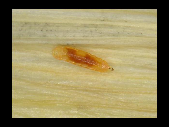 Cécidomyie orangée du blé (Sitodiplosis mosellana)_4