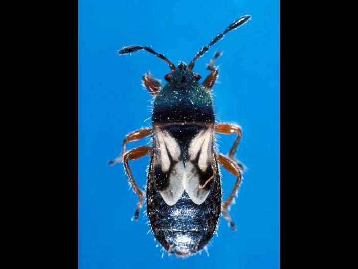 Punaise des céréales (Blissus leucopterus leucopterus)_1