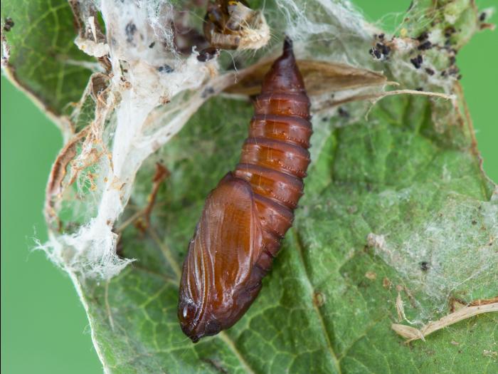 Tordeuse à bandes obliques (Choristoneura rosaceana)_5