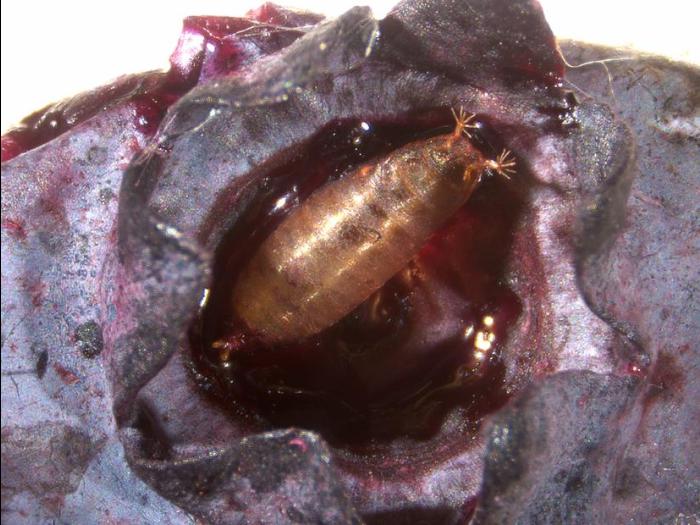 Drosophile à ailes tachetées (Drosophila suzukii)_4