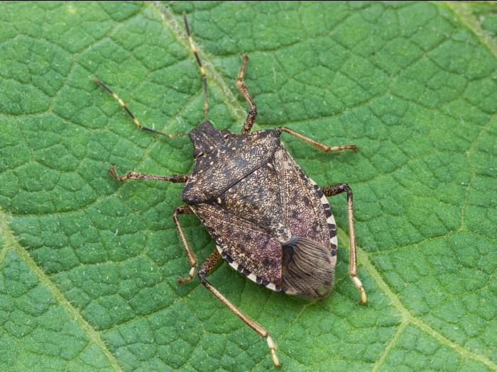 Punaise marbrée (Halyomorpha halys)_3