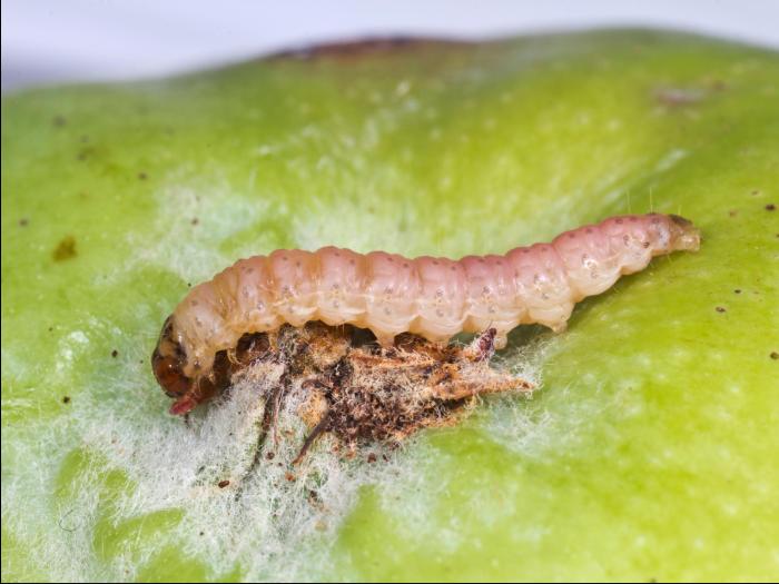 Carpocapse de la pomme (Cydia pomonella)_2