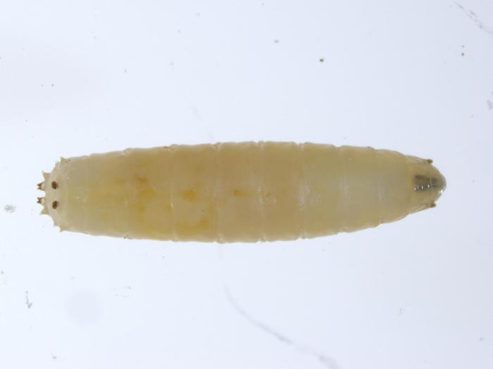 Mouche du chou (Delia radicum)_5