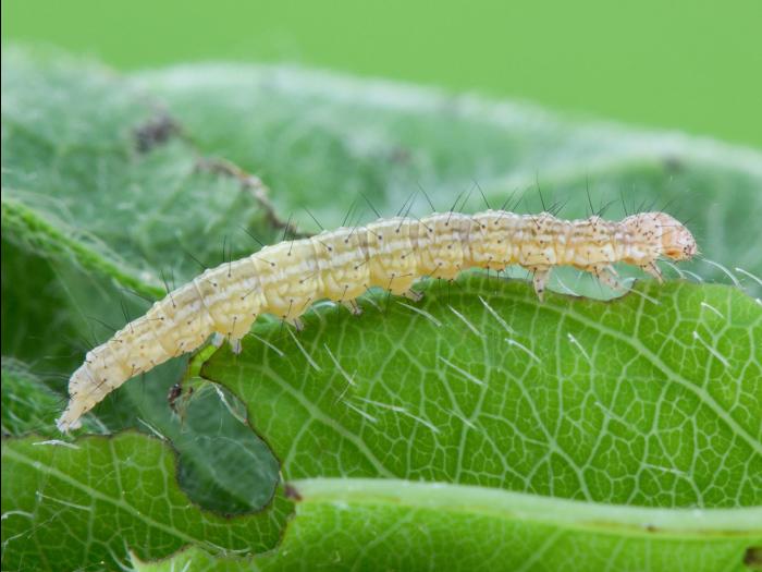 Enrouleuse du chèvrefeuille (Ypsolopha dentella)_2