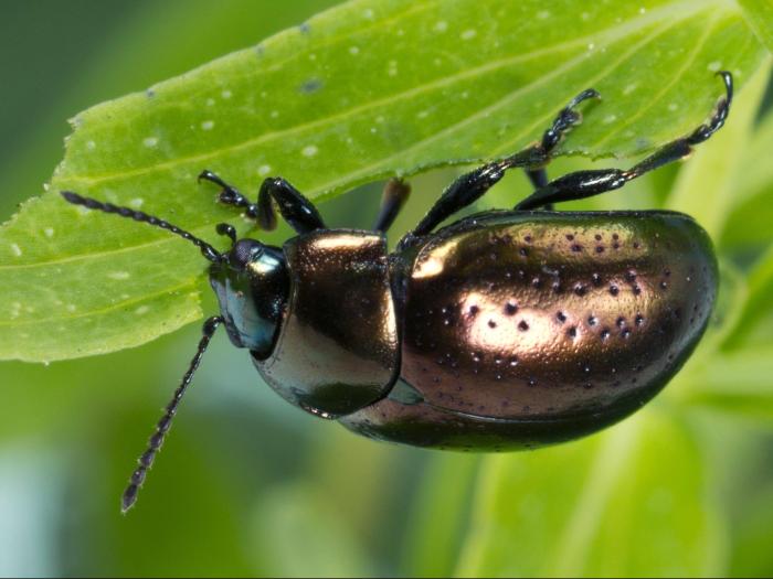 Chrysolina hyperici_2