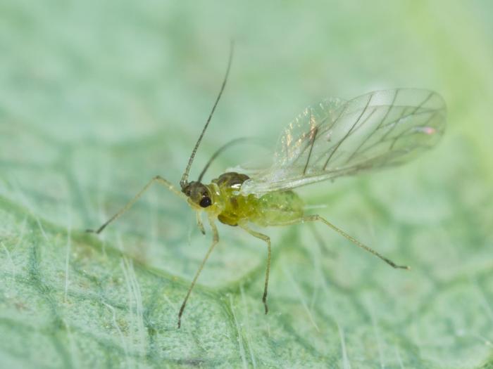 Puceron du fraisier (Chaetosiphon fragaefolii)_7