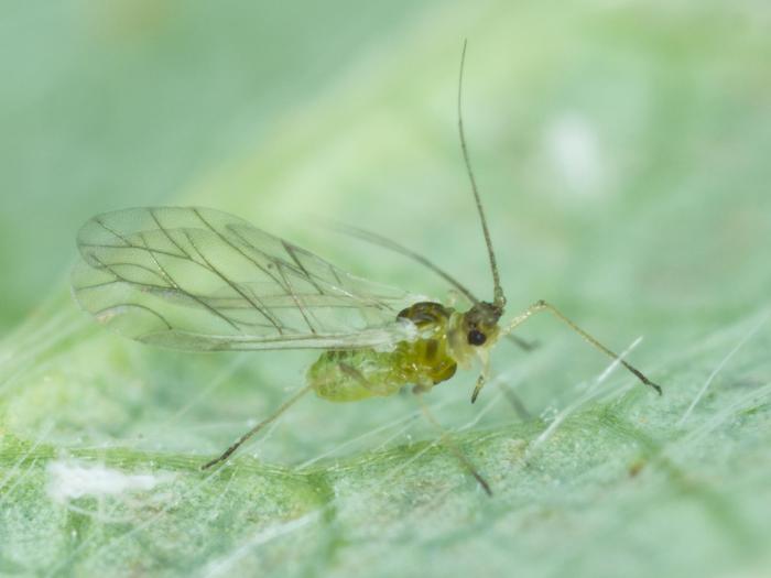 Puceron du fraisier (Chaetosiphon fragaefolii)_8