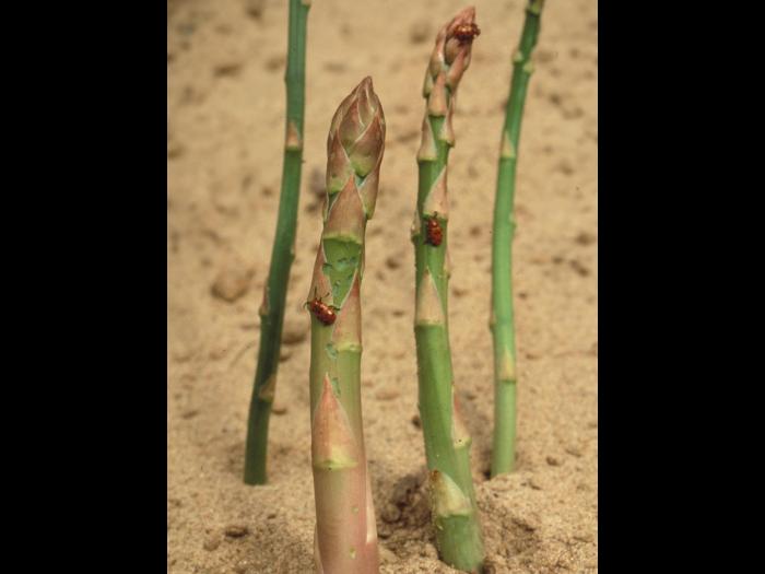 Criocère à douze points (Crioceris duodecimpunctata)_4