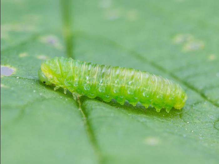 Tenthrède du framboisier (Monophadnoides geniculatus)_3