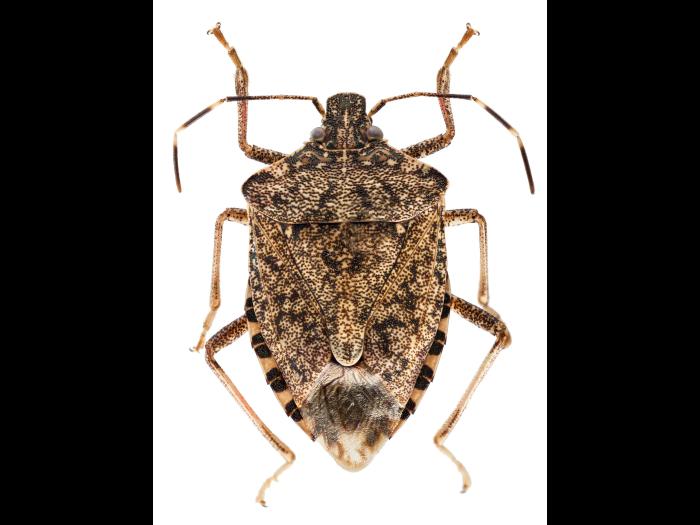 Punaise marbrée (Halyomorpha halys)_6