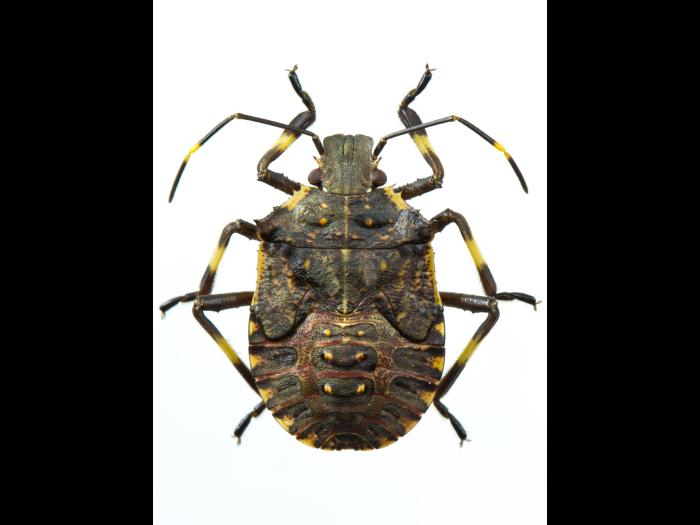 Punaise marbrée (Halyomorpha halys)_7