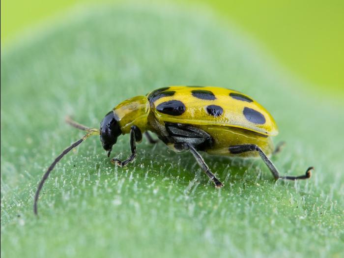 Chrysomèle maculée du concombre (Diabrotica undecimpunctata howardi)_4