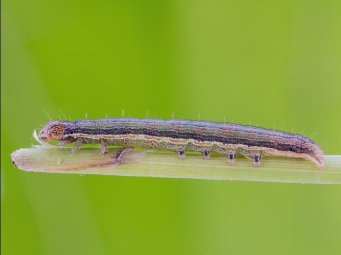 Légionnaire uniponctuée (Mythimna unipuncta)_9