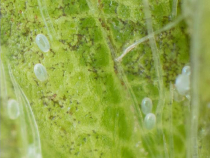 Tarsonème du fraisier (Phytonemus pallidus)_6