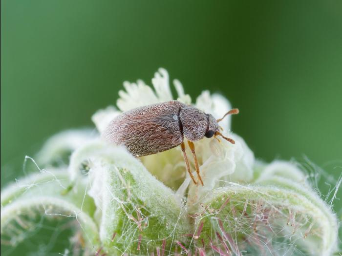 Byture framboise (Byturus unicolor)_7