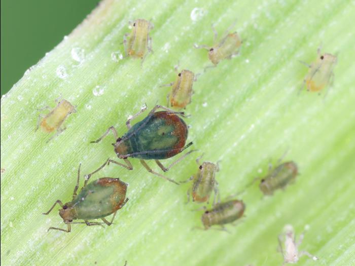 Puceron bicolore des céréales (Rhopalosiphum padi)_5