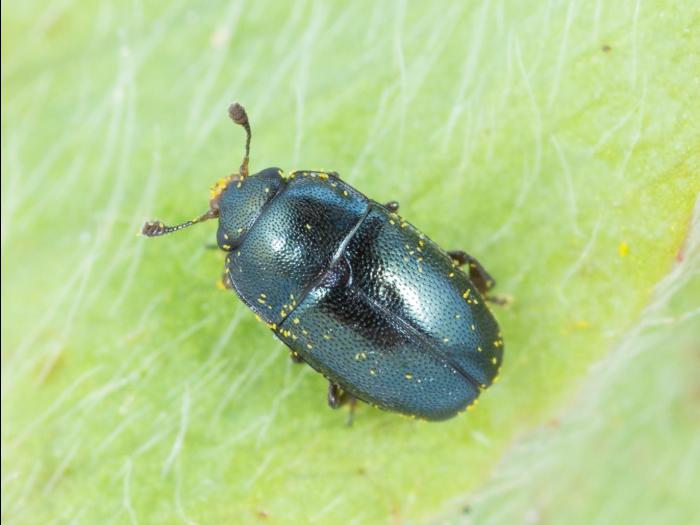 Méligèthe des crucifères (Brassicogethes viridescens)_2