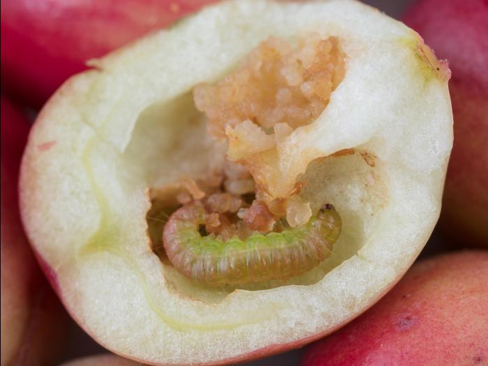 Pyrale des atocas (Acrobasis vaccinii)_5