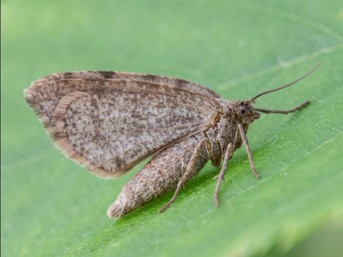 Arpenteuse noire (Speranza argillacearia)_5