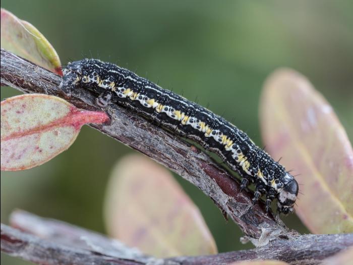 Arpenteuse noire (Speranza argillacearia)_9