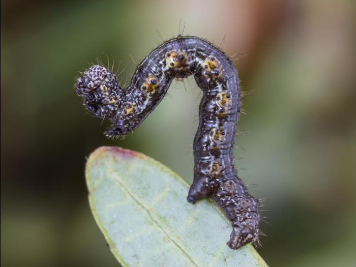 Arpenteuse épineuse (Phigalia titea)_4