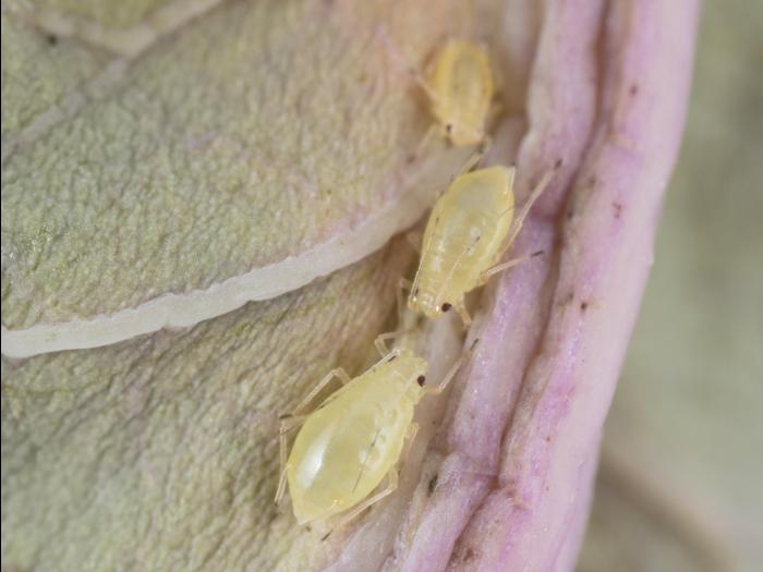 Puceron vert du pêcher (Myzus persicae)_3