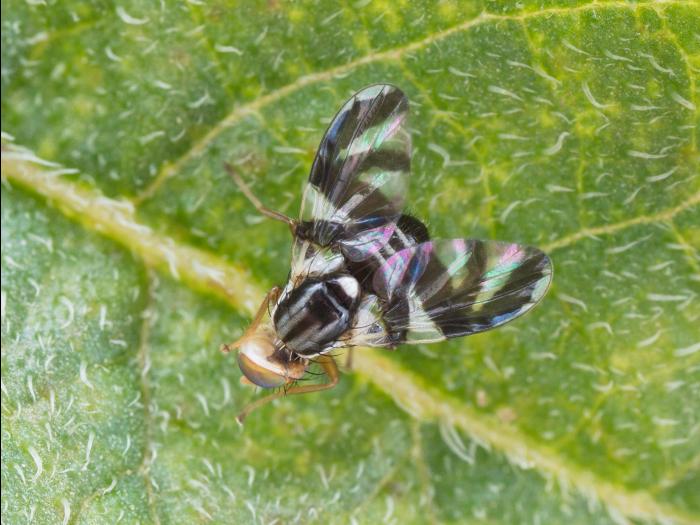 Mouche du bleuet (Rhagoletis mendax)_9