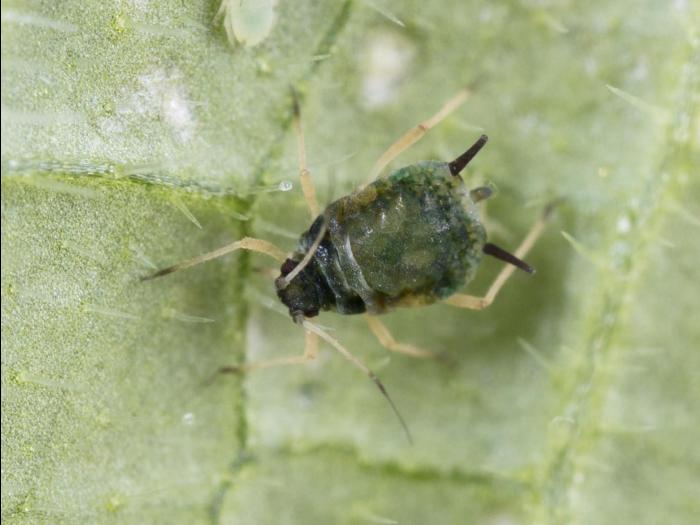 Puceron du melon (Aphis gossypii)_2