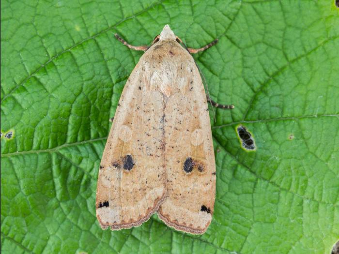 Fiancée (Noctua pronuba)_6