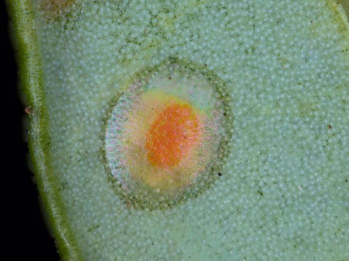 Tordeuse des canneberges (Rhopobota naevana)_8