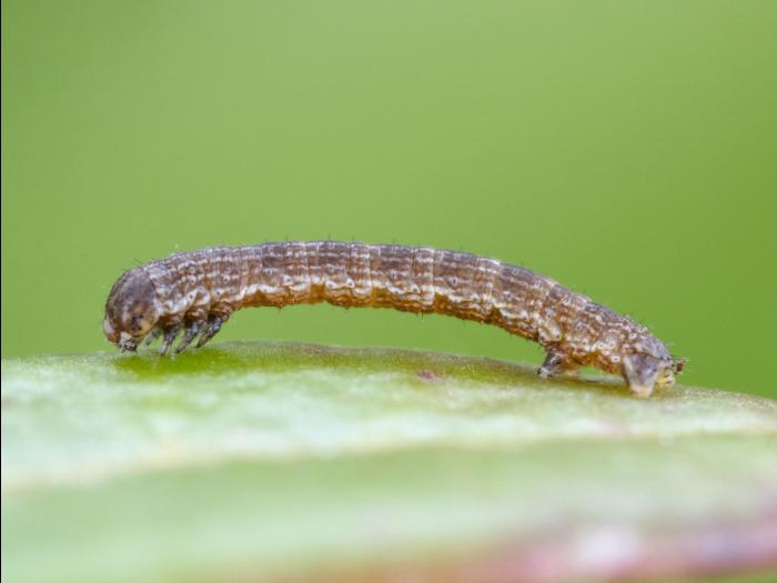 Arpenteuse brune (Speranza brunneata)_2