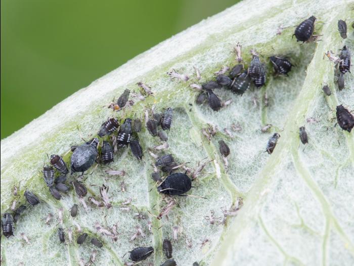 Puceron noir des fèves (Aphis fabae)_7