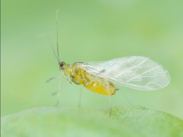 Puceron de la laitue (Nasonovia ribisnigri)