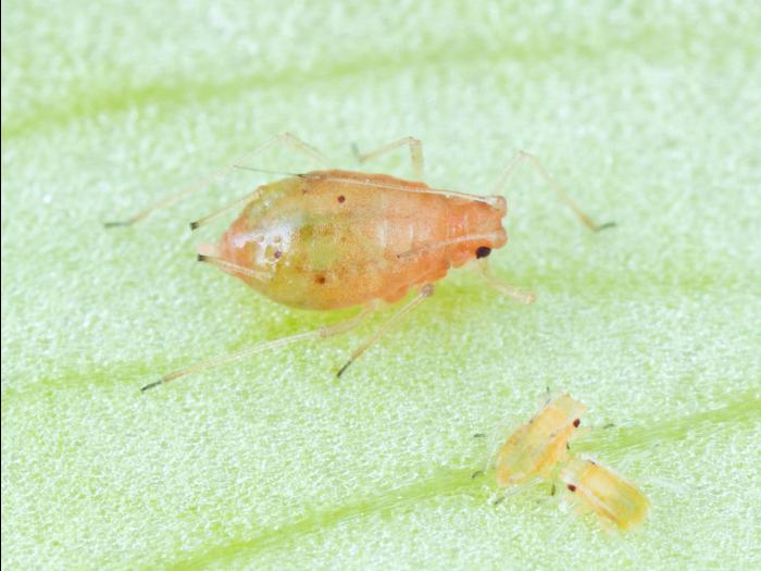 Puceron vert du pêcher (Myzus persicae)_6