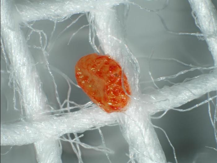 Pyrale des cônes du sapin (Dioryctria abietivorella)_6