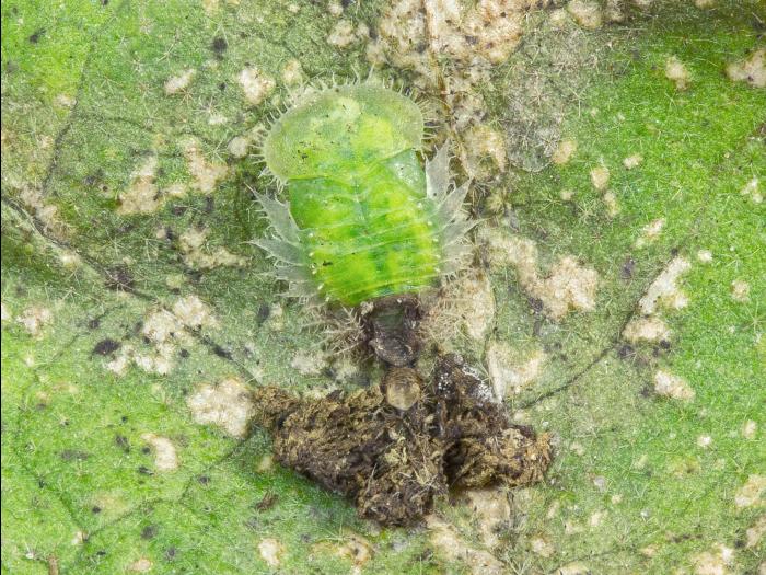 Casside oursonne (Plagiometriona clavata)_10