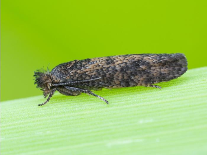 Ochsenheimeria vacculella_4