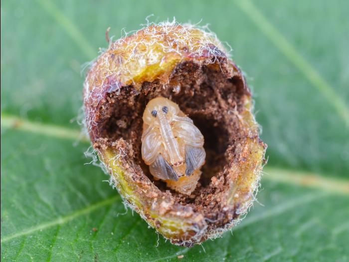 Charançon de la pomme (Anthonomus quadrigibbus)_14